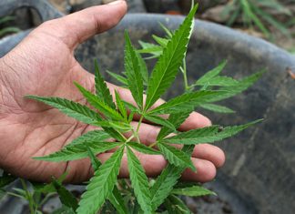 Мексика полностью легализует марихуану