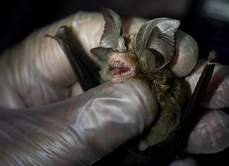 ВОЗ описала путь коронавируса от летучих мышей к людям