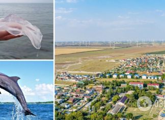 На популярном украинском курорте стало меньше медуз и появились дельфины. Видео
