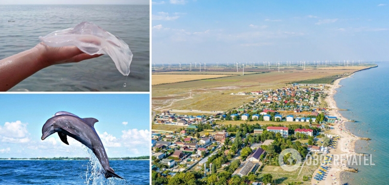 На популярном украинском курорте стало меньше медуз и появились дельфины. Видео