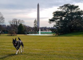 Покусавшего охрану пса Байдена отправили на переобучение