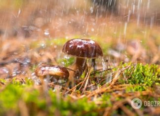 Теплый сентябрь и почти зима в ноябре: народный синоптик дал прогноз на осень