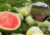 Херсонские фермеры уничтожают урожай арбузов: никто не хочет покупать даже за копейки. Видео