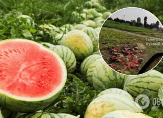 Херсонские фермеры уничтожают урожай арбузов: никто не хочет покупать даже за копейки. Видео