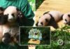 Китайский зоопарк показал панд-близнецов, родившихся 100 дней назад: объявлен конкурс на лучшие имена для детенышей. Фото