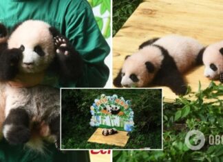 Китайский зоопарк показал панд-близнецов, родившихся 100 дней назад: объявлен конкурс на лучшие имена для детенышей. Фото