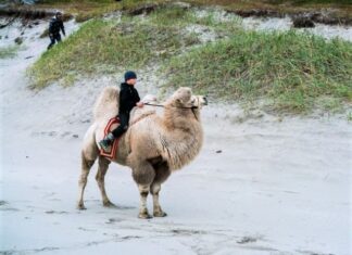 Международный фестиваль документального кино «Флаэртиана» пройдет в Перми