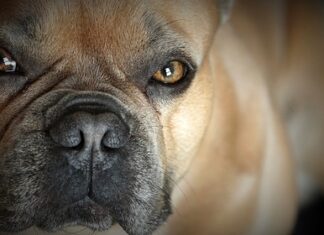 Появились новые подробности убийства мальчика бульдогом в США