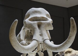 В США предложили наладить отношения с Россией при помощи мамонта