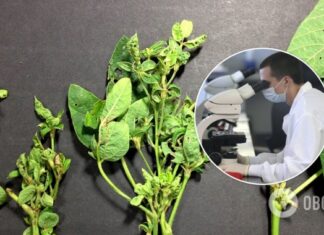 Найдены молекулы, которые превращают растения в зомби