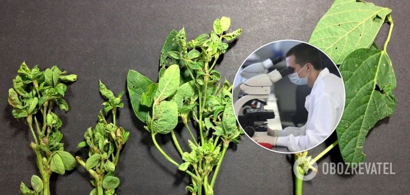 Найдены молекулы, которые превращают растения в зомби