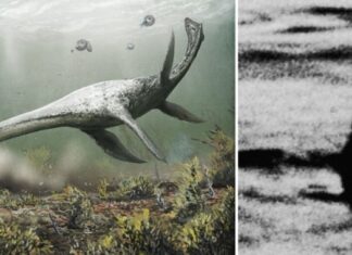 Чипсинку в форме Лох-Несского чудовища выставили на продажу за $850 тысяч. Фото