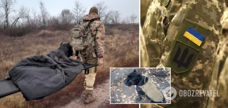 Пришел на трех лапах: как служебный пес ВСУ вырвался из плена ''Л/ДНР''. Фото