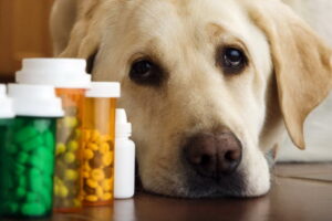 Витамины для собаки: ТОП 3 наименования, на которые стоит обратить внимание