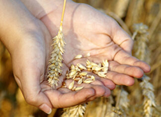 НАТО потребовала от России возобновить зерновую сделку