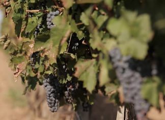 В России увеличат площадь виноградников