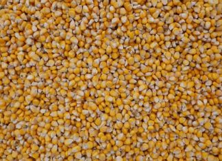 Песков: Запад не выполняет зерновую сделку, что мешает ее продлению