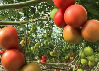 На Сахалине открыли тепличный комплекс с инвестициями 850 млн рублей