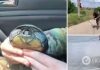 Операция »Эвакуация»: полицейский в Херсонской области спас черепаху. Трогательное видео
