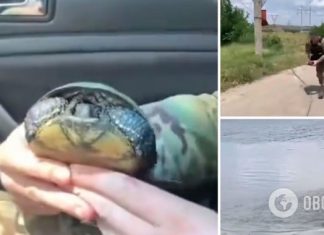 Операция »Эвакуация»: полицейский в Херсонской области спас черепаху. Трогательное видео