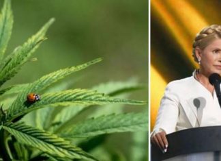 Тимошенко о легализации медицинского каннабиса: Украина будет засеяна наркотической марихуаной