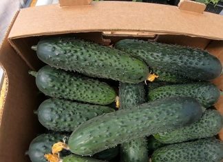 Архангельская область создаст рынки для фермеров