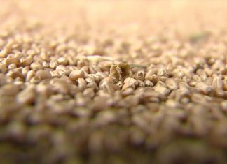 Польша согласилась обеспечить транзит украинского зерна