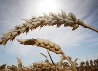 «Это говорит само за себя»: российский зерновой успех