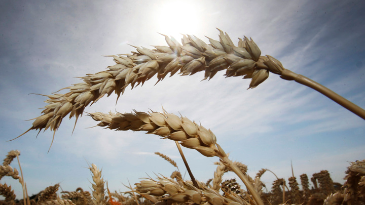 "Это говорит само за себя": российский зерновой успех