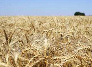 Минсельхоз предлагает ввести запрет на экспорт твердой пшеницы