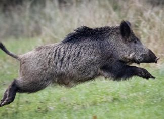 Украинский кабан-патриот обезвредил российскую ДРГ на границе с Беларусью