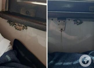 «Бонус к поездке?» Сеть взбудоражили фото грибов, выросших прямо в поезде УЗ. Фото