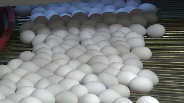Цены на куриные яйца в России снизились впервые за полгода