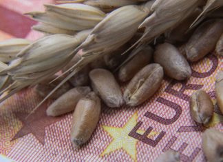 В Польше уничтожено 160 тонн украинского зерна