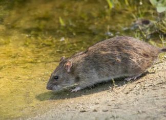 Дохозяйничались: подвалы многоэтажек оккупированного Донецка кишат крысами. Видео