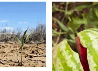 Без воды и арбузов: почему на оккупированной Херсонщине гибнет урожай и куда убегают фермеры