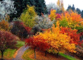 Осень 2024 года: синоптики рассказали, чего ждать от погоды