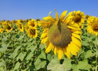 Часть Украины вновь накроет аномальная жара: синоптик назвал даты и области