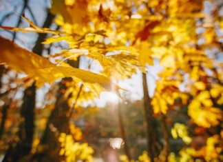 Октябрь в Украине начнется аномальным теплом, но это не надолго: когда ждать заморозков