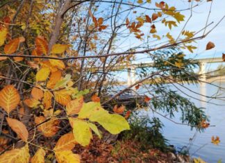 Синоптики обещают аномальное тепло: какие сюрпризы ждут украинцев в ноябре