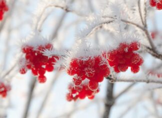 Морозы в Украине ударят с новой силой: где будет -20 и когда ждать потепления