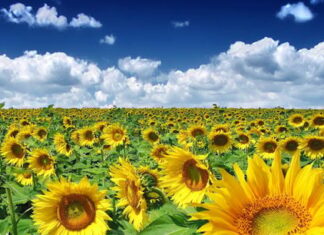 Синоптик дал прогноз на лето в Украине и рассказал, когда ждать сильной жары