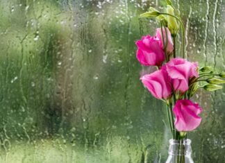 Июнь в Украине завершится прохладой и дождями: когда вернется тепло и где будет жарче всего