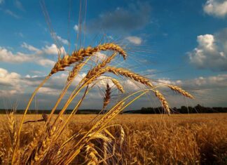 Антициклон Gabriele обоснуется в Украине 1 августа: синоптик рассказала, чего ожидать