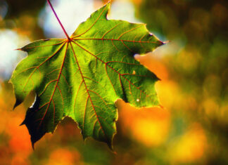 Будет ли «бабье лето» и ждать ли аномальных явлений осенью: синоптик расставила все точки над «і»