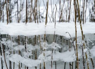 Какой будет зима в Украине: метеоролог оценила вероятность аномальных температур